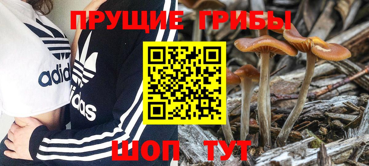 Галлюциногенные грибы прущие грибы  Галлюциногенные грибы Cubensis  Вход с VPN  Вольск 